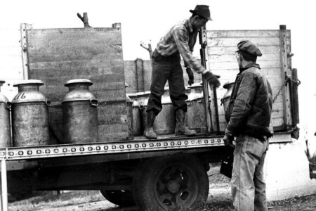 Framers loading milk to be taken to a Consumer-Farmer plant