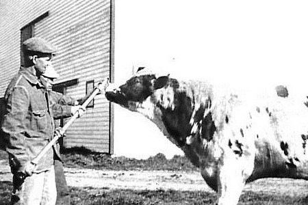Farmers and Cow